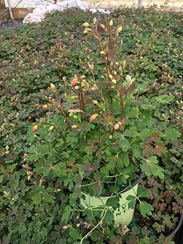 dense Little Lanterns Wild Columbine in the garden with flowerbud