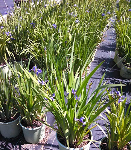 detail of lush green, long, sword-shaped leaves of a vigorous Iris versicolor plant