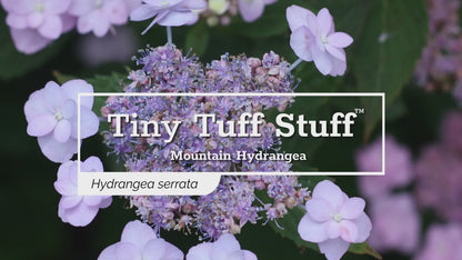 Tuff Stuff™ Reblooming Mountain Hydrangea