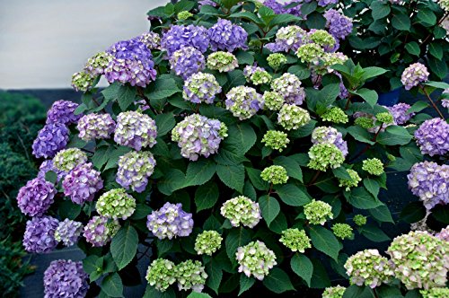 endless summer hydrangea blooms dense across the plant with colorful purple‑blue petals