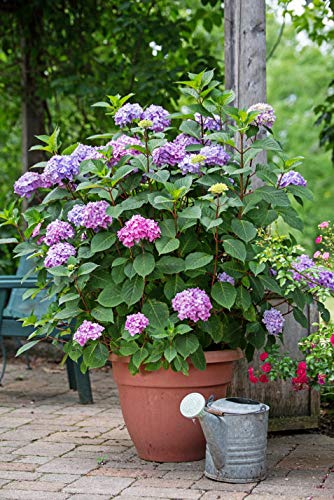 endless summer hydrangea blooms dense across the plant with colorful purple‑blue petals