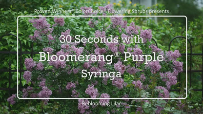 Bloomerang® Purple Reblooming Lilac