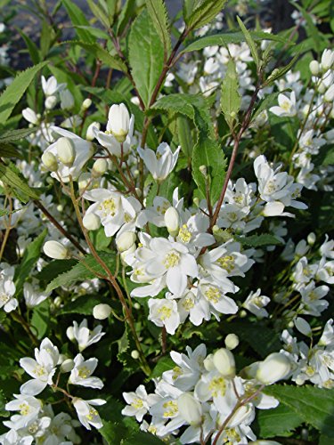 Green Promise Farms Deutzia gracilis Nikko Shrub - Thumbnail 2