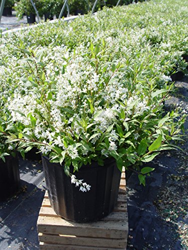 flowering Nikko Deutzia in the garden