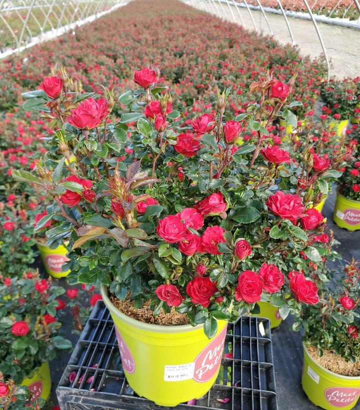 flowering Petite Knock Out® Minature Rose in nursery