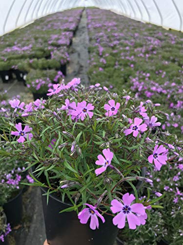 flowering Purple Beauty Moss Phlox in nursery