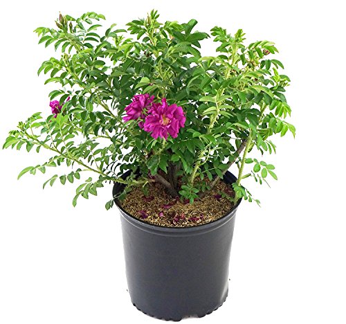 flowering Purple Pavement Rose in gardening pot