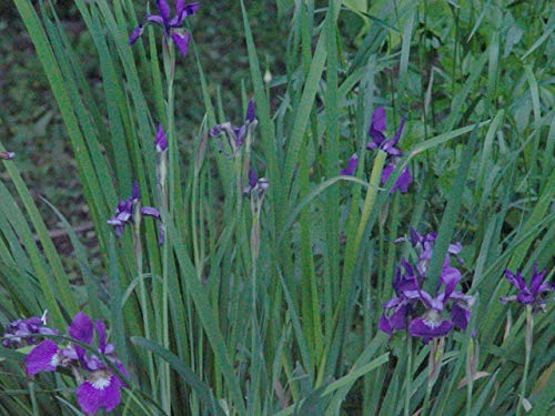 garden setting with Northern Blue Flag Iris in bloom, capturing multiple vibrant blue flowers