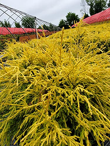 golden evergreen shrub with soft, feathery yellow‑green foliage