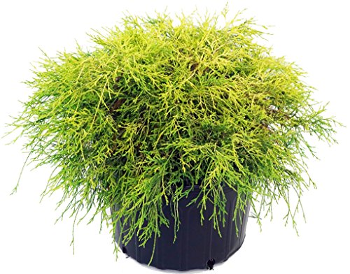 green feathery potted plant with fine, wispy foliage