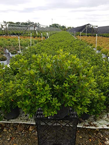 green foliage Karen Azalea in nursery