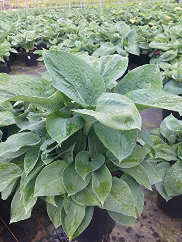 healthy Big Daddy Hosta in the nursery