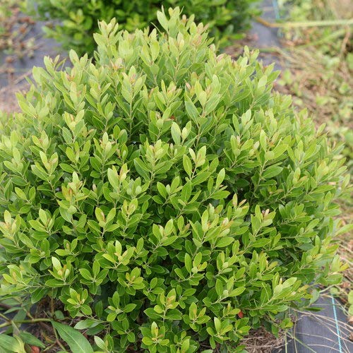 healthy Strongbox® Inkberry Holly in the garden