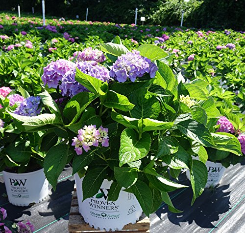 hydrangea in proven winners pot flowering