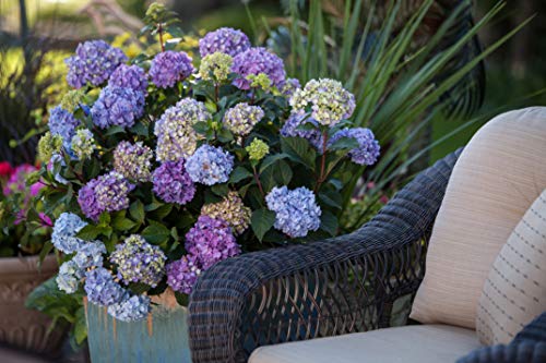 image focused on the hydrangea’s colorful flowers and dense deep green foliage beside the couch
