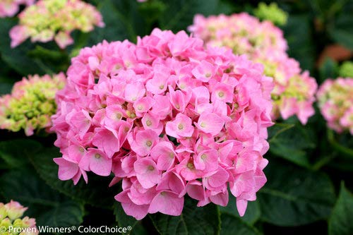 pink hydrangea blooms