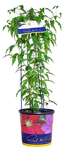 potted Hyde Hall Clematis with green leaves and white flowers, labeled 'Hyde Hall Clematis', from Green Promise Farms.