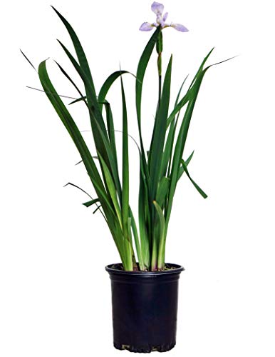 potted Northern Blue Flag Iris plant with green sword-like leaves and several blue-violet flowers
