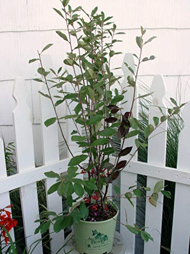 potted Red Chokeberry shrub highlighting its upright growth habit and leafy branches