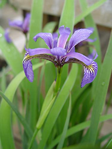 side view of Iris versicolor showing tall stems with clustered blue flowers