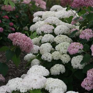 Invincibelle Wee White® Smooth hydrangea